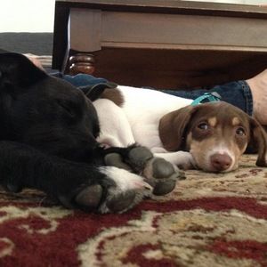 Meet your Posher, Finley